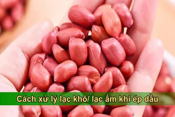 Cách xử lý lạc ẩm, lạc khô khi ép dầu: Bí kíp từ chuyên gia LALIFA