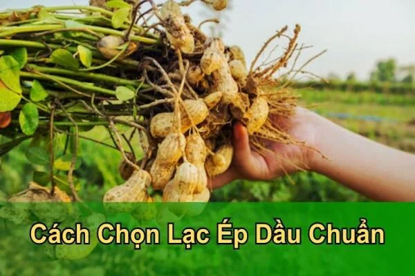Tại Sao Lạc Ép Dầu Ra Nhiều Bã, Bột, Dầu Hôi? Xem Lại Ngay Lạc Của Bạn