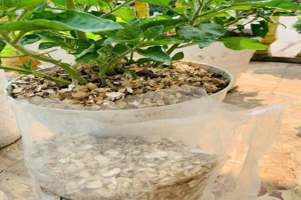 Vỏ lạc bỏ đi thì phí! 5 cách tận dụng TĂNG ngay NĂNG SUẤT