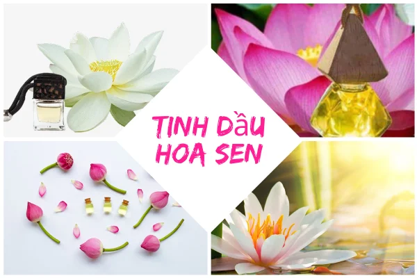 Tinh dầu hoa sen và những công dụng bất ngờ bạn đã thử chưa?