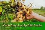 Tại Sao Lạc Ép Dầu Ra Nhiều Bã, Bột, Dầu Hôi? Xem Lại Ngay Lạc Của Bạn