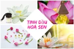 Tinh dầu hoa sen và những công dụng bất ngờ bạn đã thử chưa?