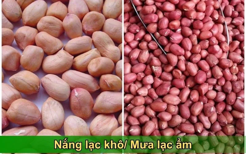 cach-xu-ly-lac-am-lac-kho-2