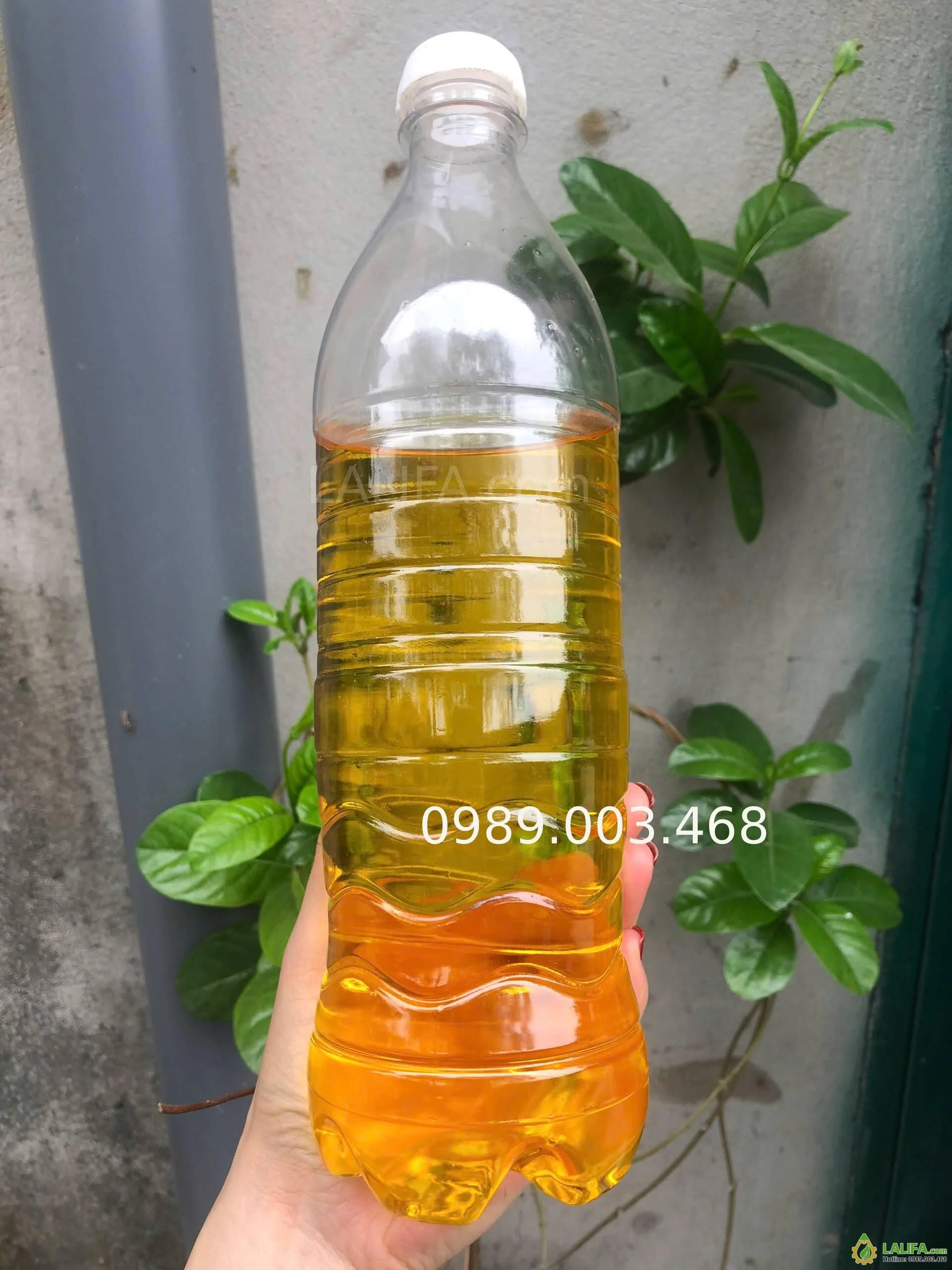 dầu ép ra sau khi để lắng-1