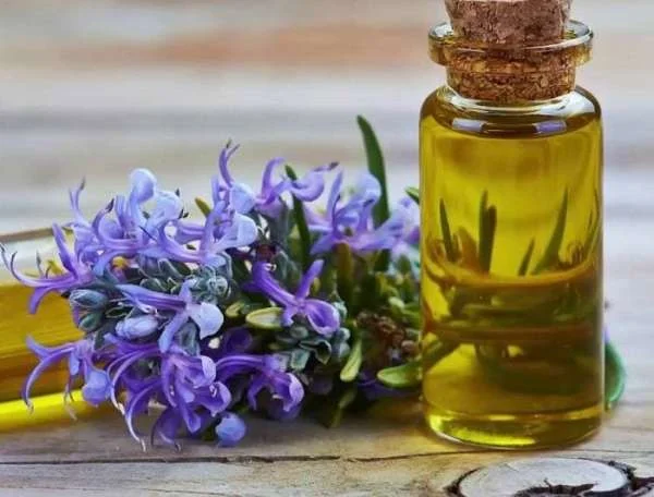 Tinh dầu hương thảo có tác dụng gì? Cách chiết xuất như thế nào?